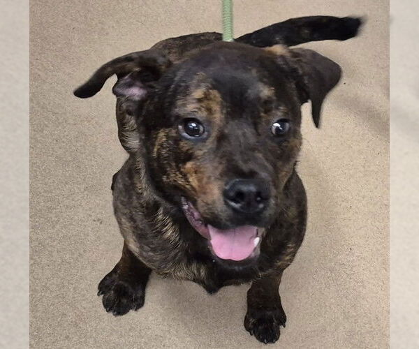 Medium Photo #1 Rottweiler-Unknown Mix Puppy For Sale in Decatur, IL, USA