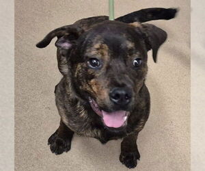 Rottweiler-Unknown Mix Dogs for adoption in Decatur, IL, USA