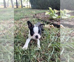 Boston Terrier Puppy for sale in FREDONIA, KS, USA