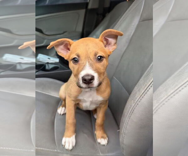 Medium Photo #1 Bullboxer Pit Puppy For Sale in Blacksburg, SC, USA