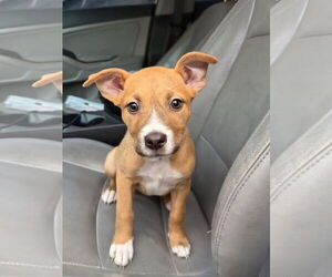 Bullboxer Pit Dogs for adoption in Blacksburg, SC, USA