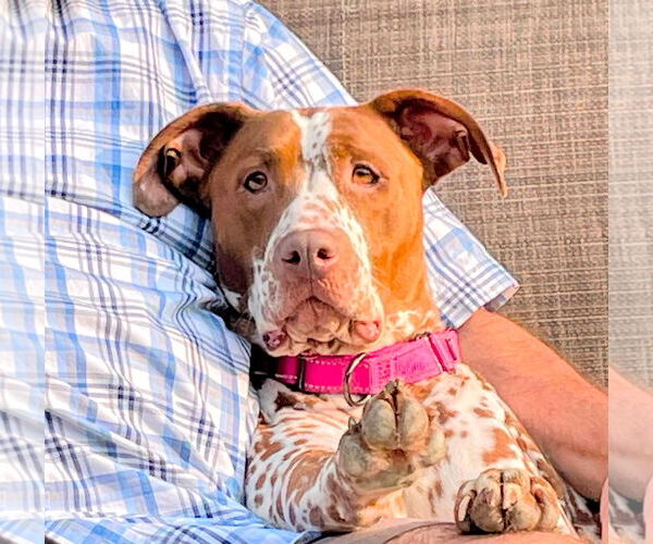 Medium Photo #4 Dalmatian-German Shorthaired Pointer Mix Puppy For Sale in Germantown, OH, USA