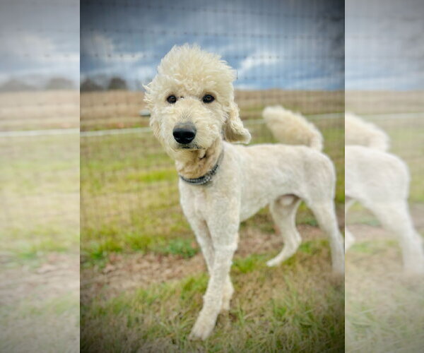 Medium Photo #2 Goldendoodle Puppy For Sale in Pacolet, SC, USA