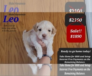 Havanese Puppy for sale in TUCSON, AZ, USA