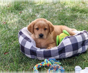 Medium Labrador Retriever