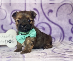 Carkie Puppy for sale in LANCASTER, PA, USA