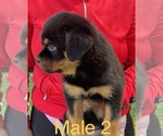 Small #5 Rottweiler