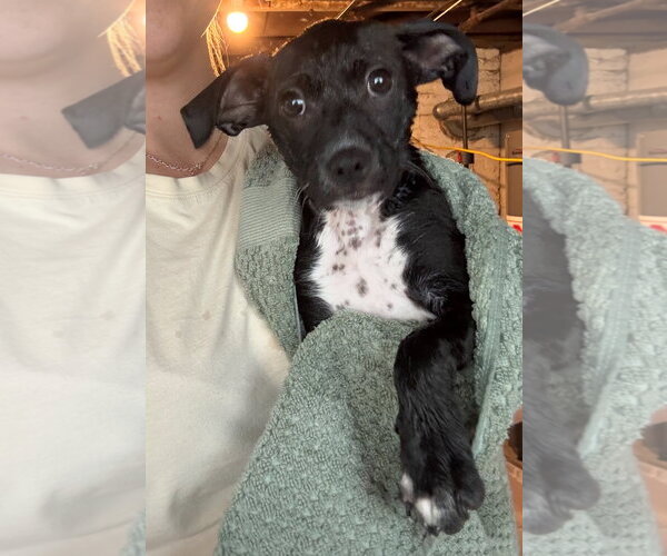 Medium Photo #5 Chihuahua-Unknown Mix Puppy For Sale in Grafton, WI, USA
