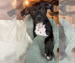 Small #4 Chihuahua Mix