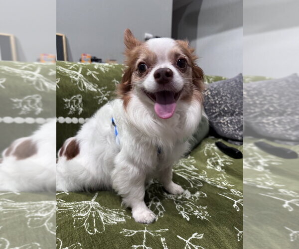Medium Photo #3 Chihuahua Puppy For Sale in Candler, NC, USA