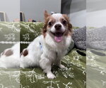 Small #2 Chihuahua