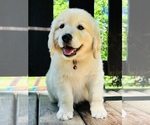 Small Photo #15 Golden Retriever Puppy For Sale in AMITY, AR, USA