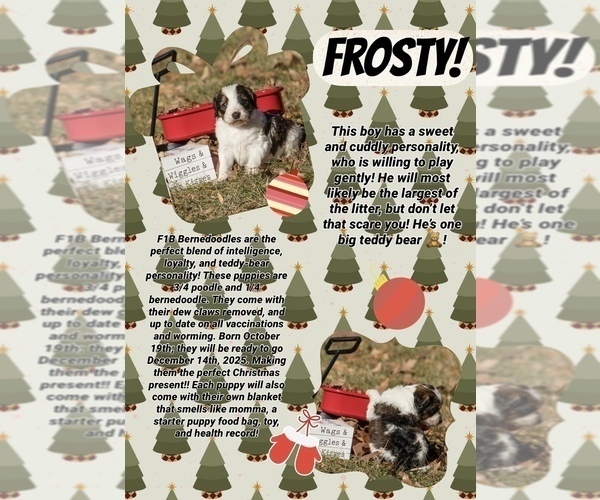 Medium Photo #5 Bernedoodle (Miniature) Puppy For Sale in PRAIRIE VIEW, KS, USA