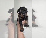 Puppy Red collar Doberman Pinscher