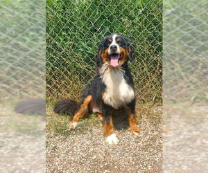 Bernese Mountain Dog Dogs for adoption in Lake City, MI, USA