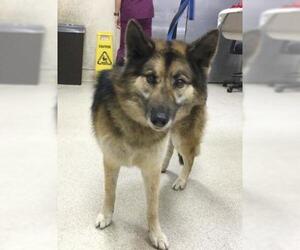 German Shepherd Dog Dogs for adoption in Riverside, CA, USA