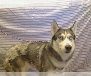 Alaskan Klee Kai Dogs for adoption in Sacramento, CA, USA