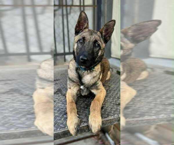 Medium Photo #3 Mutt Puppy For Sale in Imlay City, MI, USA