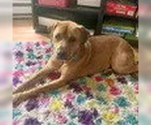 Labrador Retriever-Rhodesian Ridgeback Mix Dogs for adoption in Bristol, CT, USA
