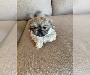 Medium Pekingese