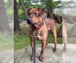 Small #4 Mountain Cur Mix