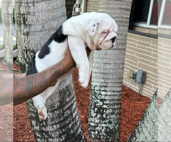 Medium Photo #1 Bulldog Puppy For Sale in HOLLYWOOD, FL, USA