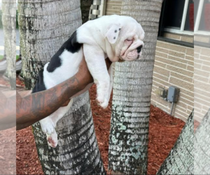 Bulldog Puppy for sale in HOLLYWOOD, FL, USA