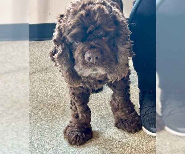 Medium Photo #1 Cocker Spaniel Puppy For Sale in St. Louis Park, MN, USA