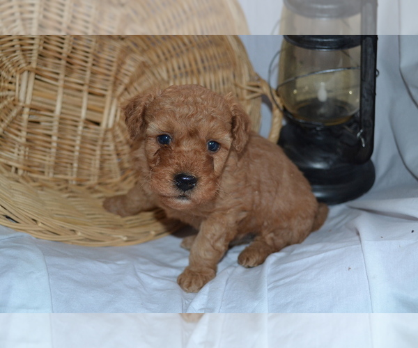 Medium Photo #2 Cavapoo (Miniature)-Poodle (Toy) Mix Puppy For Sale in GREENWOOD, WI, USA