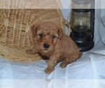 Small #1 Cavapoo (Miniature)-Poodle (Toy) Mix