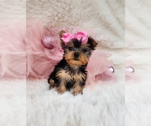 Yorkshire Terrier Puppy for sale in INDIANAPOLIS, IN, USA