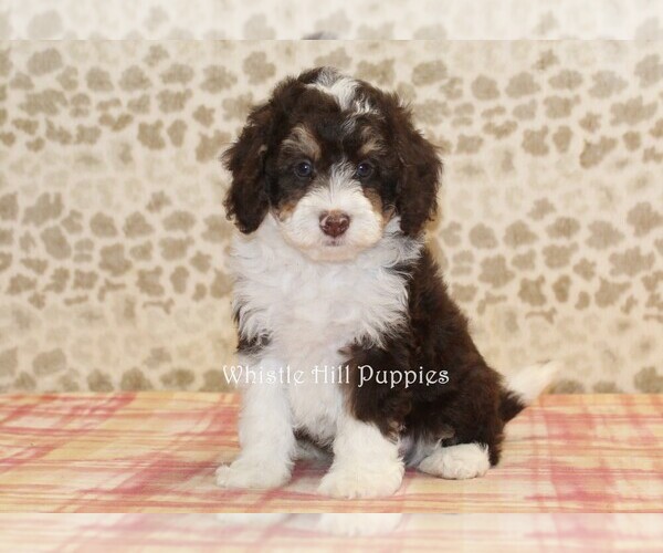 Medium Photo #3 Miniature Bernedoodle Puppy For Sale in DENVER, PA, USA