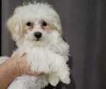 Small Photo #7 Maltese Puppy For Sale in MOORESVILLE, NC, USA