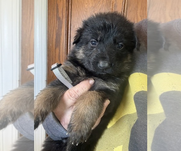 Medium Photo #1 German Shepherd Dog Puppy For Sale in NEWVILLE, PA, USA