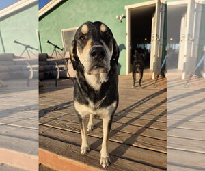 Mutt Dogs for adoption in Chandler, AZ, USA