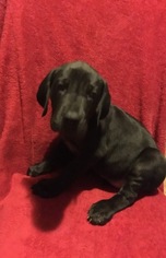 Great Dane Puppy for sale in LONDON, KY, USA