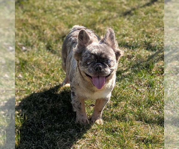 Medium Photo #1 French Bulldog Puppy For Sale in GOSHEN, IN, USA