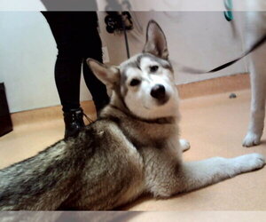 Siberian Husky-Unknown Mix Dogs for adoption in Martinez, CA, USA