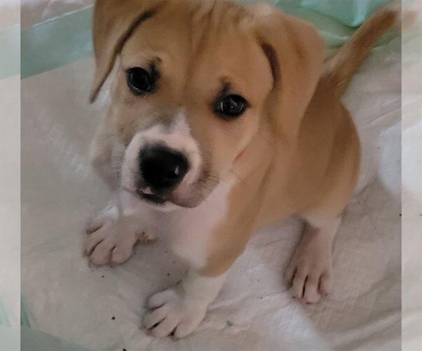 Medium Photo #10 Beagle-Unknown Mix Puppy For Sale in Spring, TX, USA