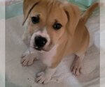 Small #9 Beagle Mix