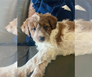 Aussiedoodle Miniature  Puppy for sale in INDUSTRY, PA, USA
