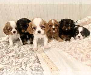 Cavalier King Charles Spaniel Litter for sale in WAXAHACHIE, TX, USA