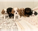 Image preview for Ad Listing. Nickname: Litter of 6