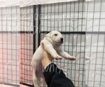 Small #1 Mutt