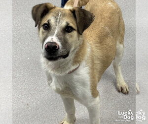 Mutt Dogs for adoption in Washington, DC, USA