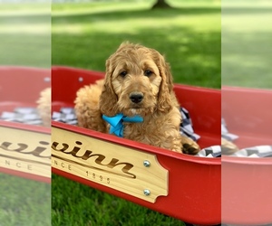 Irish Doodle Puppy for sale in WOOSTER, OH, USA