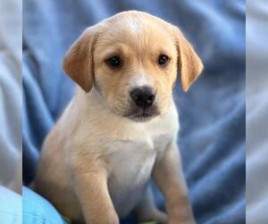 Golden Labrador Dogs for adoption in San Diego, CA, USA
