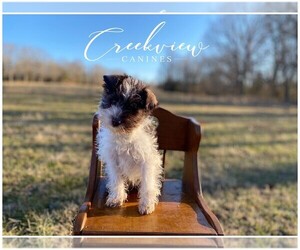 Schnauzer (Miniature) Puppy for sale in NIANGUA, MO, USA