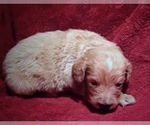Small Photo #1 Goldendoodle Puppy For Sale in MORGANTOWN, KY, USA