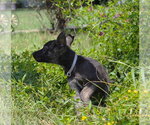 Small #1 German Shepherd Dog